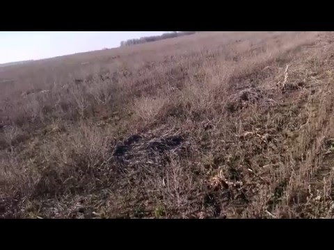 Видео: ВЕСЕННИЙ КОП 2016. SOREX PRO