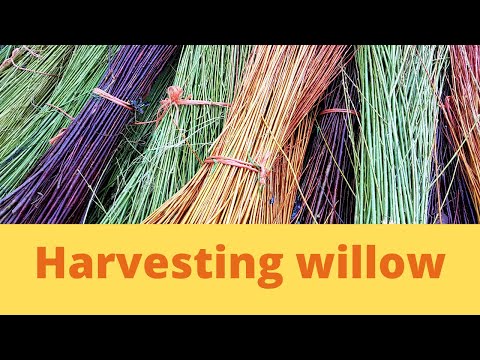 Видео: Сбор ивы для плетения корзин. Годовой сбор поросли. Сбор вручную.