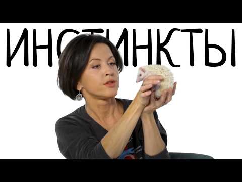 Видео: Абсолютно все люди делают это в течение 0,6 секунд. Евгения Тимонова об инстинктах животных и людей