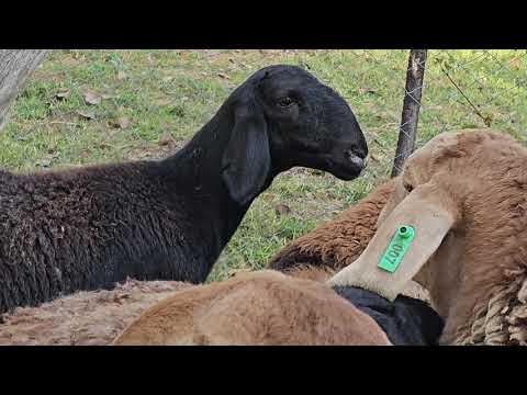 Видео: 10 баш Энчилик козулар  Өздүк чарбадан 0704-01-18-17  23миңден 