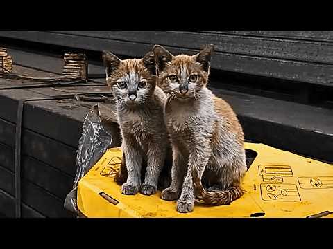 Видео: Два осиротевших котёнка жили на заводе, после приюта рабочим сильно изменились.