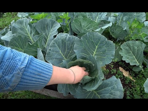 Видео: Формирование капусты для завязи кочана