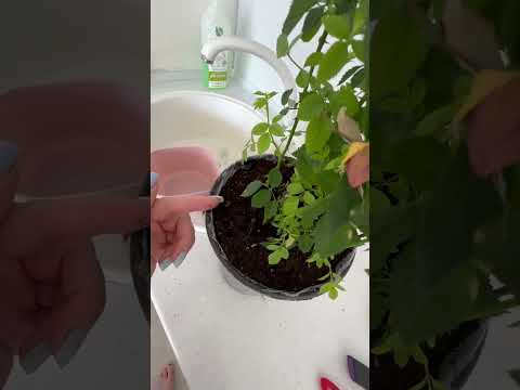 Видео: 25 октября 2025 г.