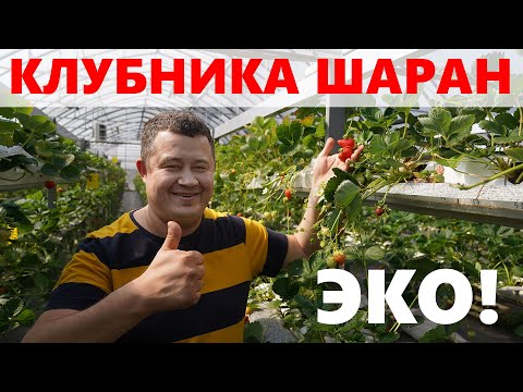 Видео: Ура! Молодцы! Наконец-то экологически чистая, вкусная земляника!