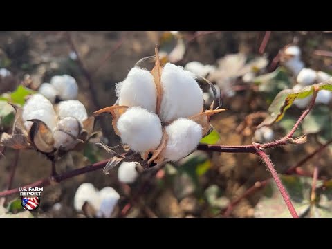 Видео: «Мы перешли от потери денег к потере фермы»: плачевное положение фермеров, выращивающих хлопок