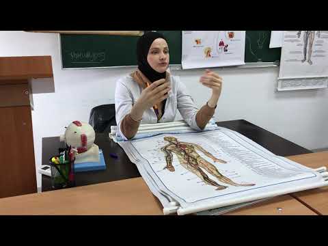 Видео: Артерии большого круга кровообращения