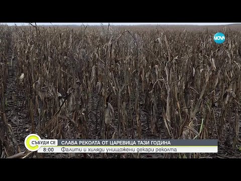 Видео: Сушата удари и по реколтата от царевица