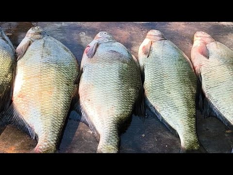 Видео: Флэт Фидер или простой Фидерный монтаж какой лучше ???Река Майн