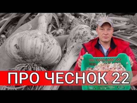 Видео: крупный чеснок, да без проблем, про чеснок по чесноку 22