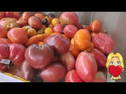 Видео: Обзор ТОМАТОВ по сортам!