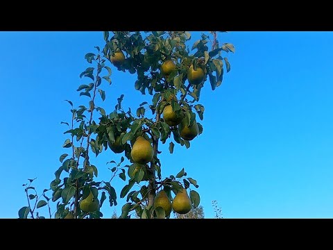 Видео: Збір деяких сортів ранньо осінніх сортів груш