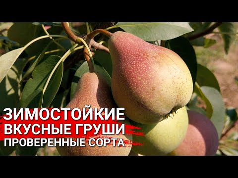 Видео: Зимостойкие вкусные груши  - проверенные сорта