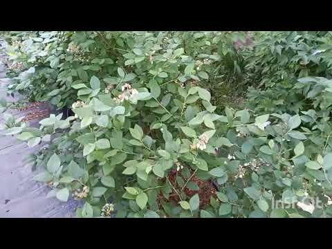 Видео: Голубика с биогумусом через месяц. Эксперимент видео 2