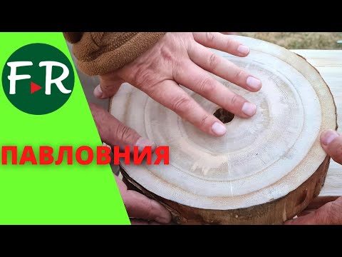 Видео: Огромная плантация павловнии на Иссык-Куле. Бизнес на лесе. Спилили, а он вырос. Где тут подвох?