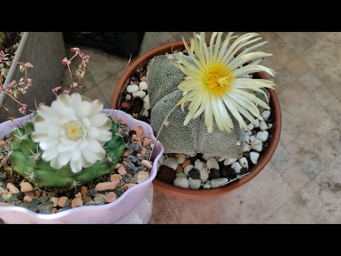 Видео: обзор коллекции кактусов 🌵