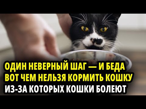 Видео: МЫ КОРМИМ КОШЕК НЕПРАВИЛЬНО. КОШКА МОЖЕТ ДАЖЕ УМЕРЕТЬ И ЗАБОЛЕТЬ ОТ ТАКОЙ КОРМЕЖКИ. МИФЫ В ПИТАНИИ