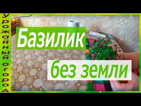 Видео: РАССАДА БАЗИЛИКА БЕЗ ЗЕМЛИ!