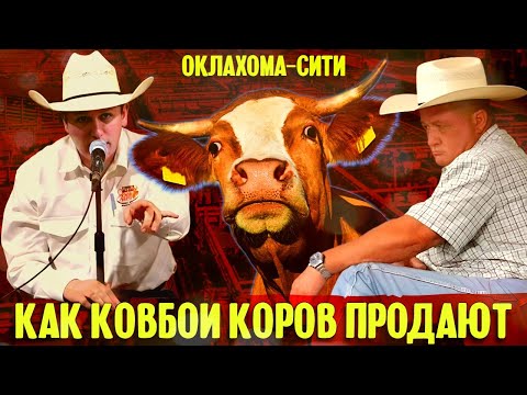 Видео: Как ковбои из Оклахомы продают другим ковбоям коров: самый большой в мире аукцион скота