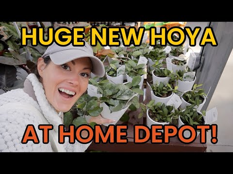Видео: Огромная новинка хойя в Home Depot! Находки от Lowe's и Home Depot — большой выбор растений — Мич...