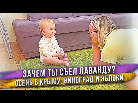 Видео: Масик нахулиганил! Съел лаванду! Виноград и яблоки в саду! Аня сделала десерт! Новый чайник термопот