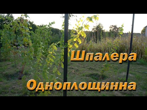 Видео: Одноплощинна шпалера