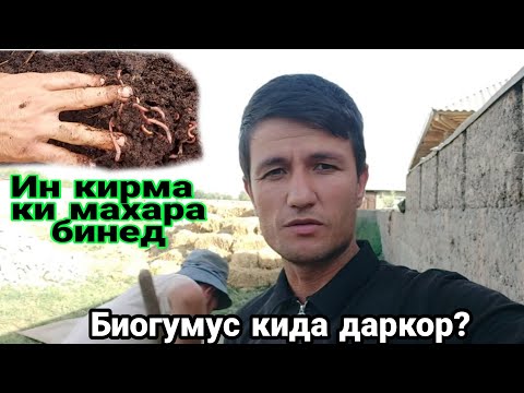 Видео: Кирми Калифорнира ки мехарад ва Биогумус кида даркор ? 14 июля 2022 г.