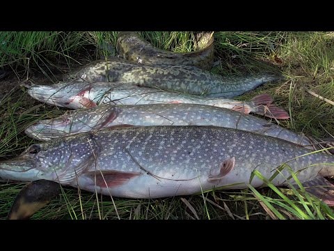 Видео: Осенняя Рыбалка На Налима и Щуку. Первые Ночные Заморозки.