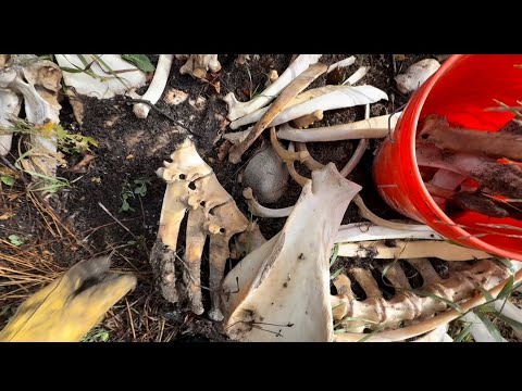 Видео: Эпизод 3 LBL «Мертвая яма Вичмана» #горныелюди #historychannel #охотникнакойотов #охотникнаволков