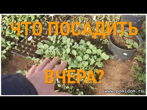 Видео: Что выгоднее посеять в теплице до высадки в неё рассады. И ещё несколько коротеньких дельных советов