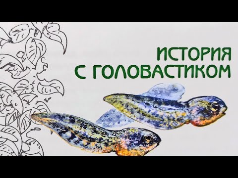Видео: История с головастиком. Великан на поляне