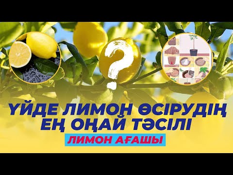 Видео: 🍋 ҮЙДЕ ЛИМОН ӨСІРУДІҢ ЕҢ ОҢАЙ ТӘСІЛІ | ЛИМОН АҒАШЫ #лимон #ағаш