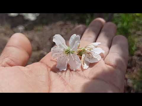 Видео: гилас эмне үчүн гүлү төгүлүп калат