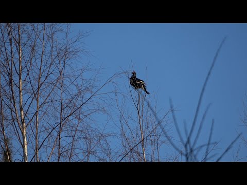 Видео: Охота на тетерева с лунок в Республике Коми. Ружье ИЖ-54. Стрельба в лет.