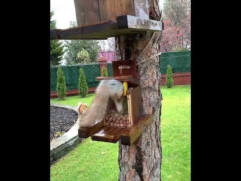 Видео: Тестируем новую кормушку #squirrel #animals #белка #cute #nature #wildlife ￼