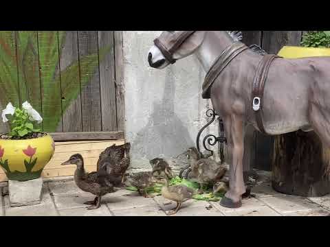 Видео: Дикая утка. Кряква. Утята диких уток. Как кормить разведение