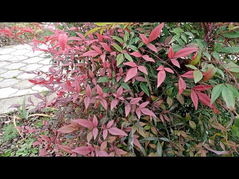 Видео: Вечнозелёные растения зимой. Вечнозелёные=вечнокрасивые.