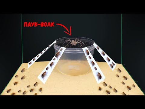 Видео: ЗАГАДОЧНАЯ И ЗВЕРСКАЯ БИТВА ПАУКА-ВОЛКА и СТАИ ТАРАКАНОВ! ВЕРСУС ПАУКА-ВОЛКА [ЖИВОЕ КОРМЛЕНИЕ]