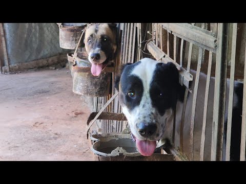 Видео: ИТ ИШКИБОЗЛАРИ УЧУН АЛАБАЙ ЗОТ#алабай +998979755582