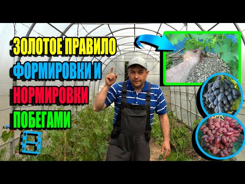 Видео: СУПЕР ПРАВИЛО НОРМИРОВКИ ВИНОГРАДА ПОБЕГАМИ (ФОРМИРОВКА ВИНОГРАДА). СЕВЕРНЫЙ ВИНОГРАДНИК 23-21