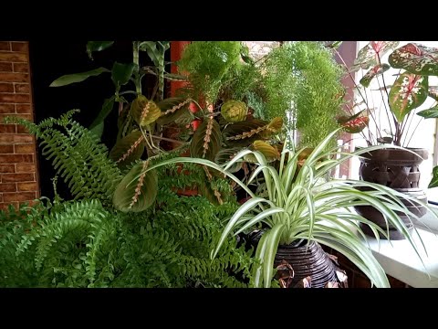 Видео: ЦВЕТОЧНЫЕ ИСТОРИИ.