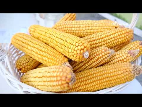 Видео: «Аграрлы Қазақстан»: Шардара ауданының аграрлық әлеуеті мен еңбек адамдары