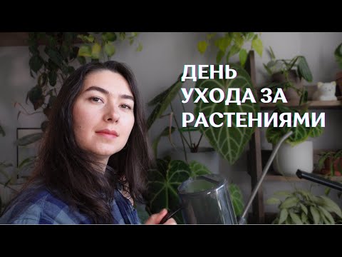 Видео: УХОД за РАСТЕНИЯМИ | как я ПОЛИВАЮ растения | ЧЕРЕНКУЮ сциндапсусы ЗИМОЙ