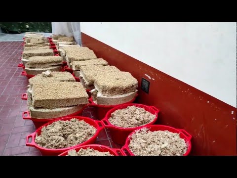 Видео: Sumalak - oʻzbek xalqining anʼanaviy taomidir. Сумаляк 24-часа приготовление блюдо узбекской кухни.