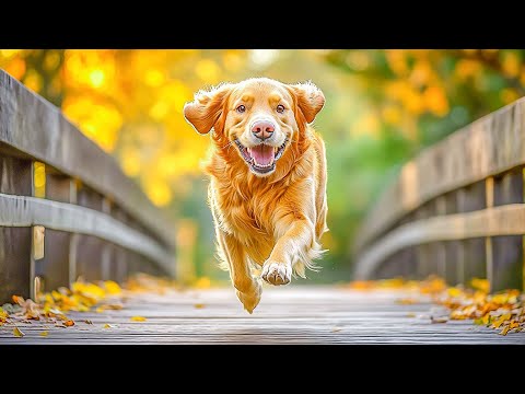 Видео: Исцеляет разум, тело и душу ~ Снимайте стресс с милыми собаками🐶❤️