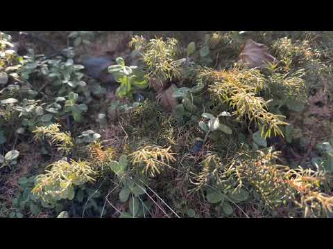 Видео: Зима на пороге