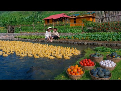 Видео: От кур до уток: создание мощной фермы без подключения к электросети, успешный сбор урожая и продажа
