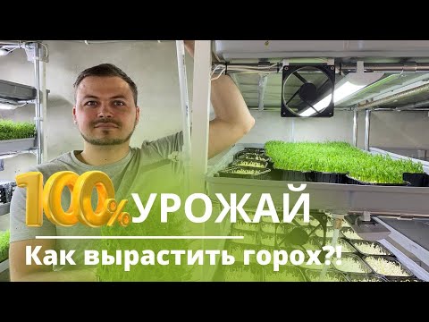 Видео: Горох на микрозелень вырастить легко | Технология выращивания | Народные Семена | Горох Мадрас