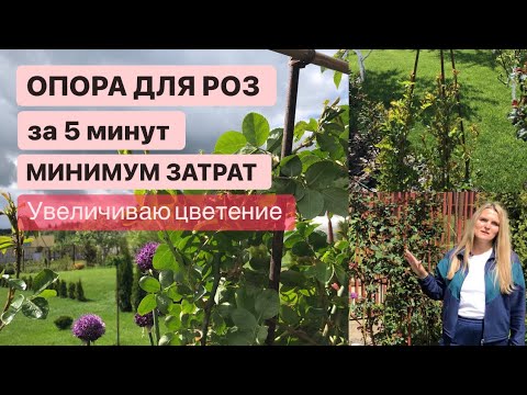 Видео: ОПОРА ДЛЯ РОЗ ЗА 5 МИНУТ / ПО НОВОМУ ДЛЯ ПЫШНОСТИ / ОБЗОР РОЗ В САДУ 👌