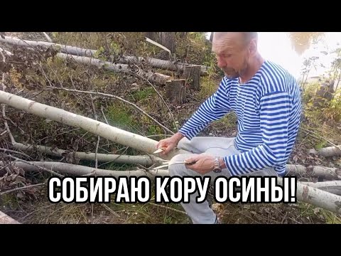 Видео: Собираю кору осины