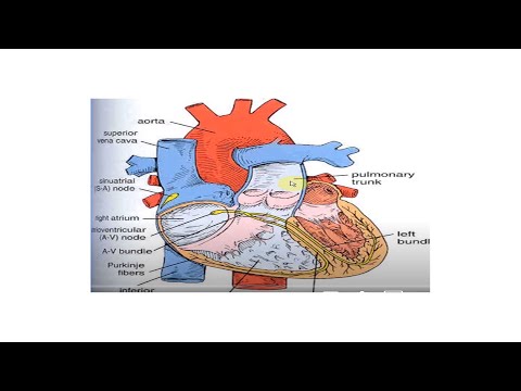 Видео: Лекція- Серцево судинна система.